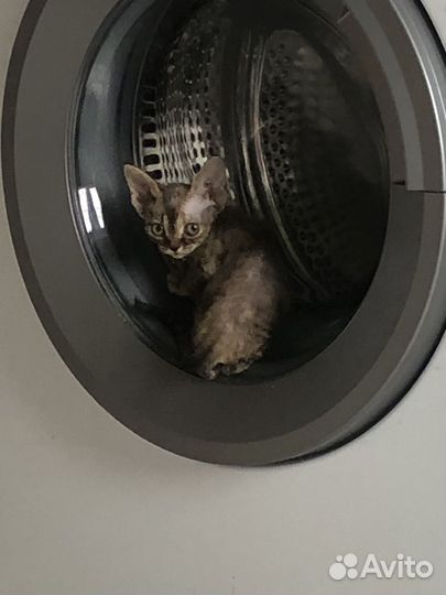 Девон-рекс кошка