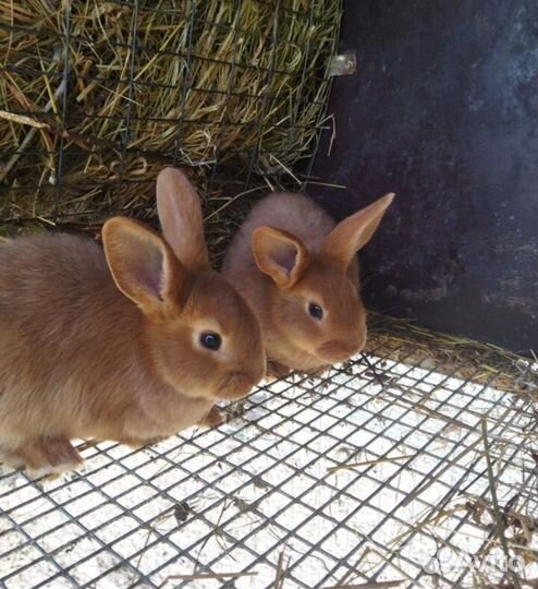 Кролики нзк и Калифорнийские