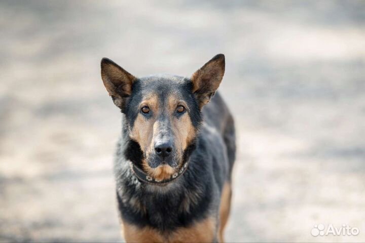 Метис овчарки в добрые руки