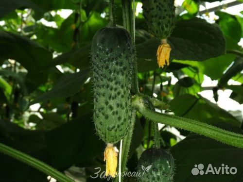 Семена огурца Самсур F1 10 шт