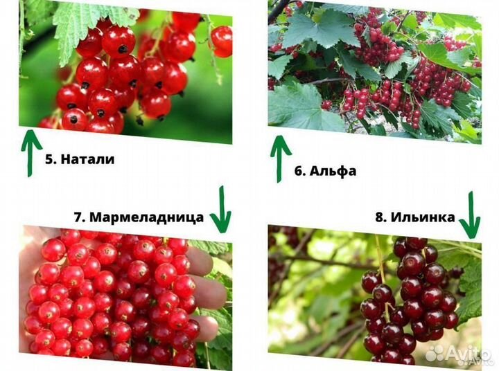 Саженцы смородины. Смородина