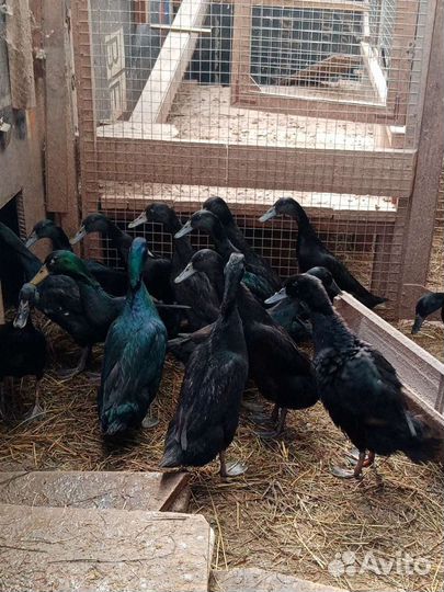 Яйцо Утки индийский бегунок