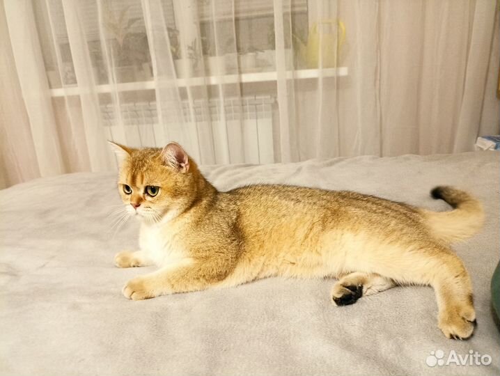 Британский котик