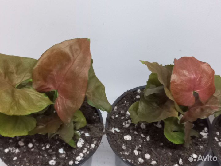 Сингониум Purple Beauty