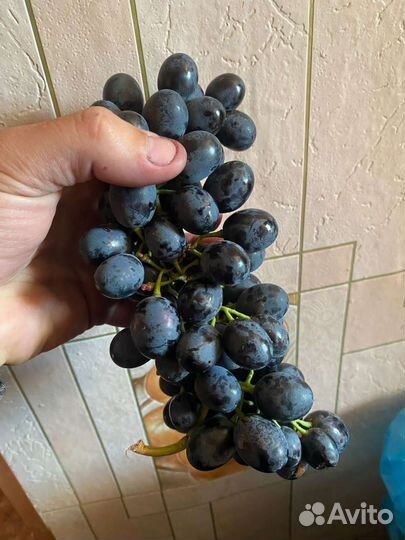 Виноград технический