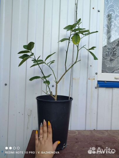 Цитрусы вариегатный лимон и другие