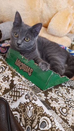 Потерялась кошка