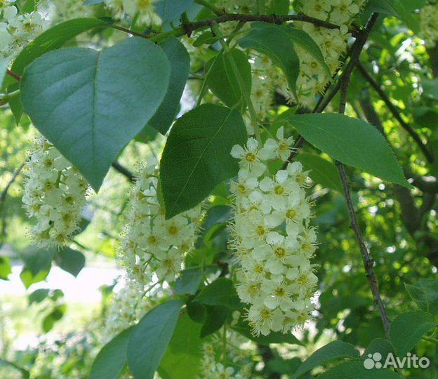 Черемуха Виргинская красная
