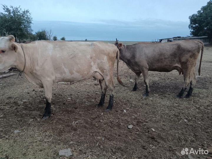 Каровы дойные