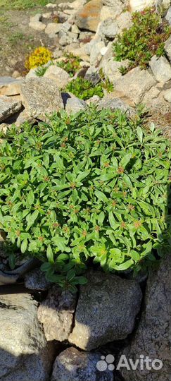 Растения для альпийской горки