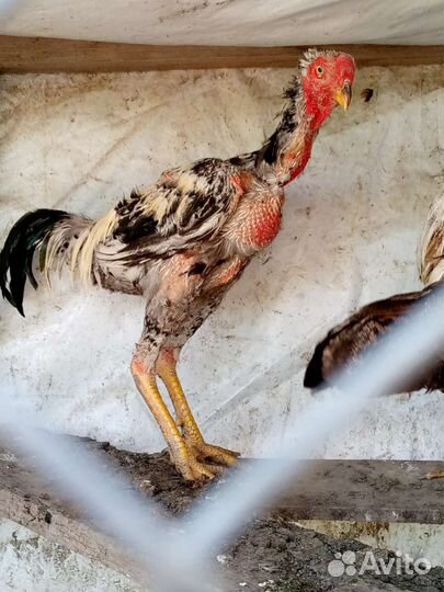 Бойцовые петухи