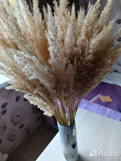 Пампасная трава