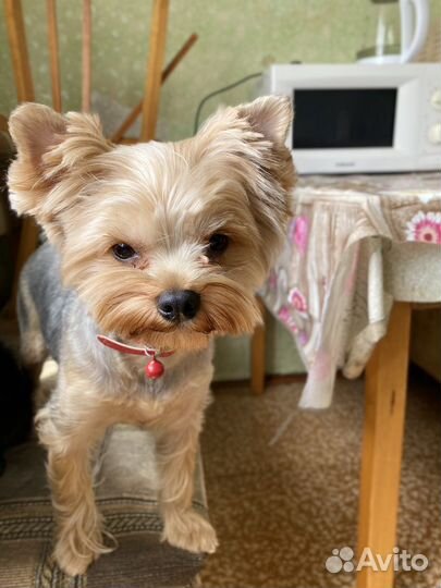 Йоркширский терьер вязка