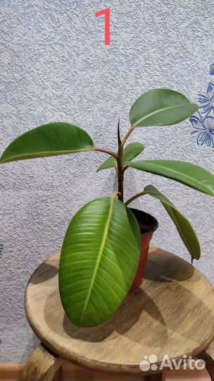 Фикус каучуконосный