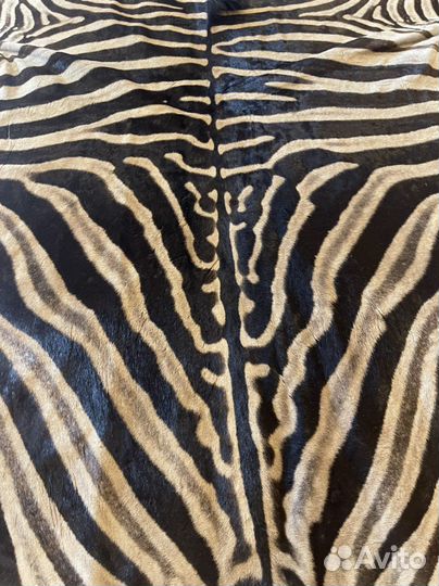 Шкура зебры
