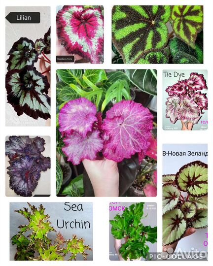 Бегонии сортовые