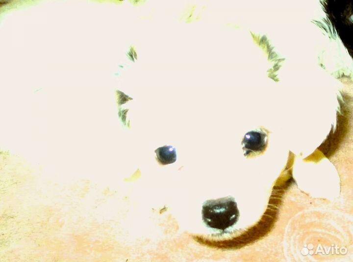 Щенок папийона девочка