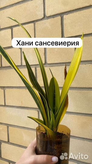 Сансевиерия