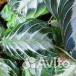 Маранта Сильвер бенд