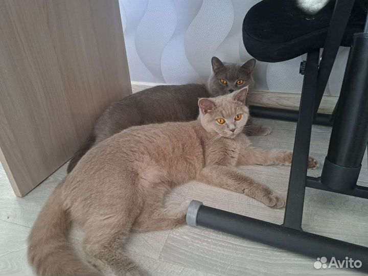 Отдам Британскую кошку