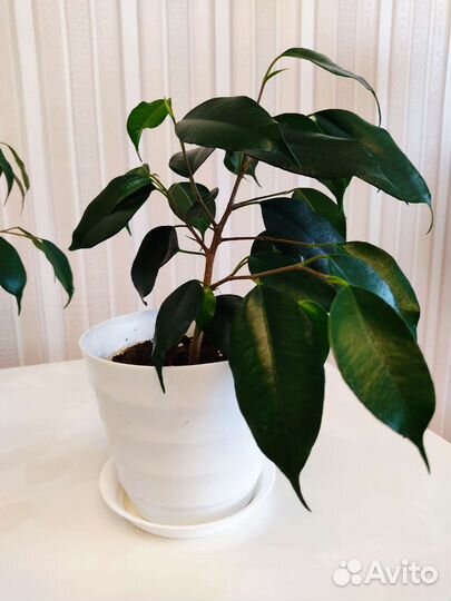 Фикус бенджамина, комнатные растения