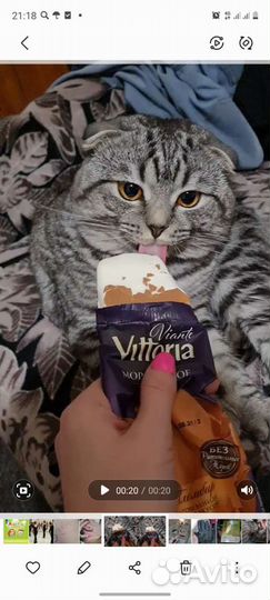 Случка кошки