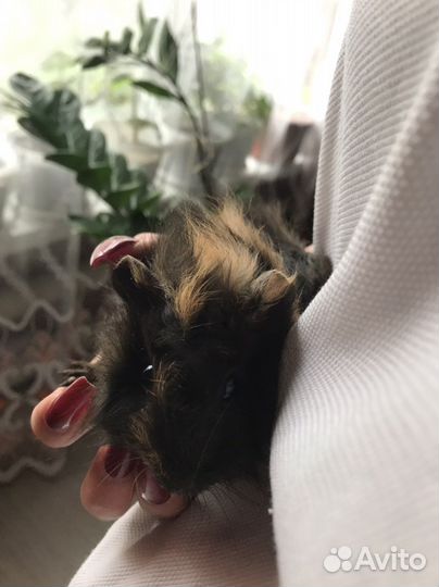 Морская свинка розетка