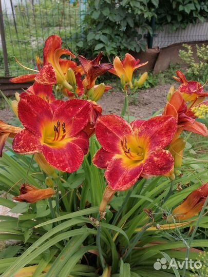 Лилейник сортовой