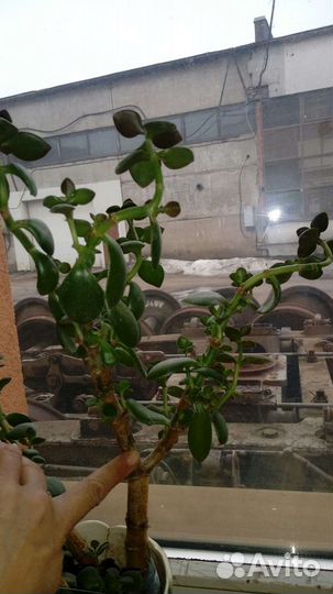 Толстянка денежное дерево