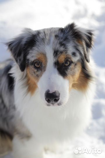 Австралийская овчарка (аусси) кобель для вязки