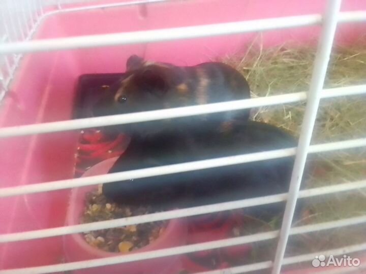 Морская свинка