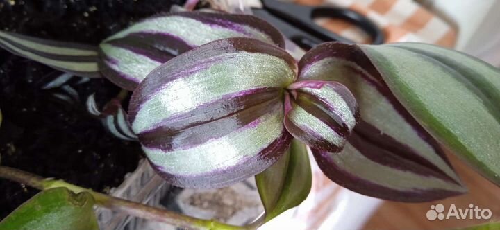 Традесканции полосатые, 3вида