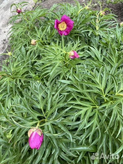 Пион марьин корень