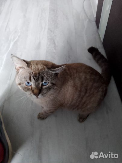 Отдам кота
