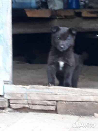 Щенки помесь лайки