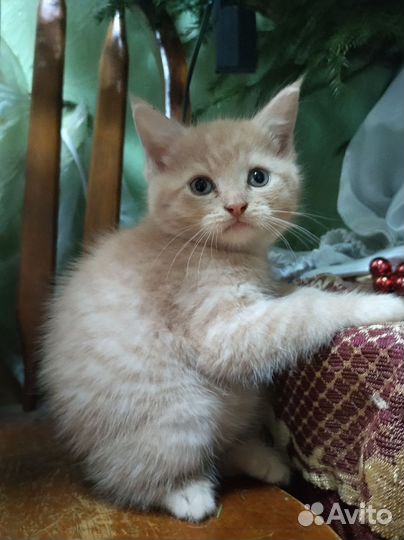 Котейки Мейнфолд