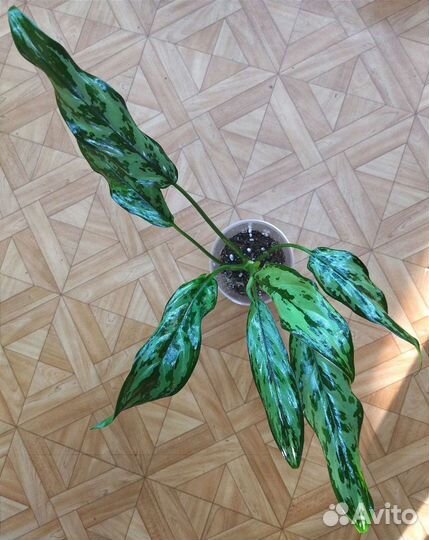 Аглаонема Miss Julietta / Мисс Джульетта