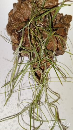 Тилландсия уснеевидная