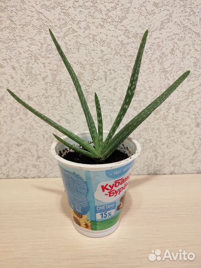 Растения комнатные