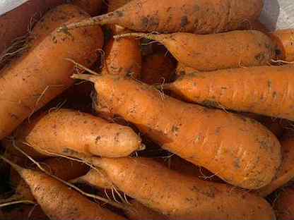 Морковь. Выращенная на собственном огороде