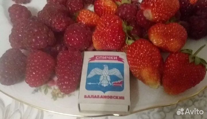 Продаю свое с огорода