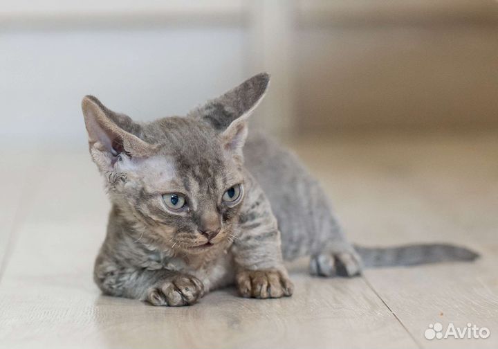 Девон-рекс мальчик (в резерве)