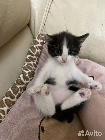 Отдам котенка