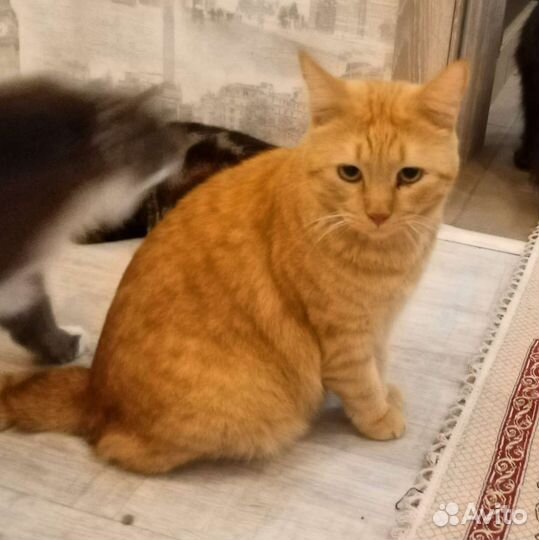 Котик Симба