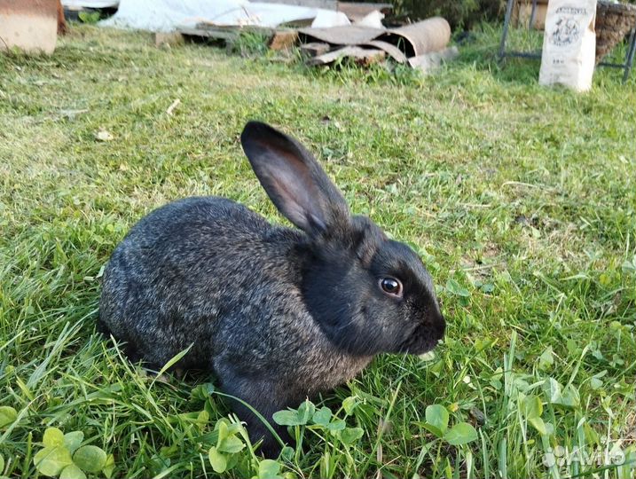 Кролики мясных пород, молодые петушки