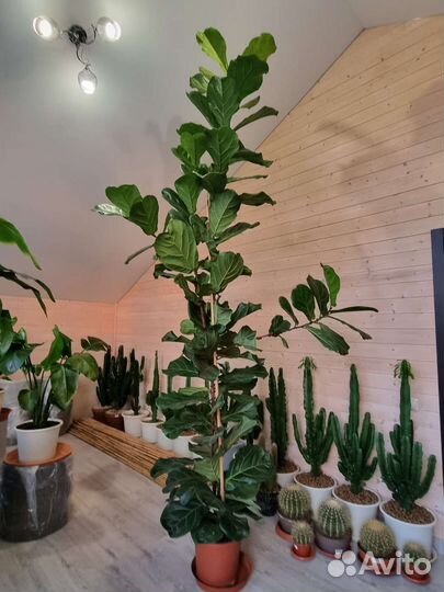 Фикус Лирата Крупномер Высокий 3,5м