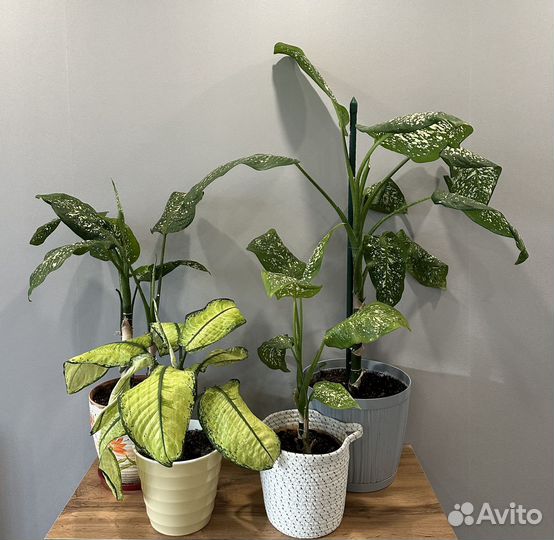Диффенбахия 4 шт