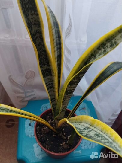 Сансевиерия сортовые