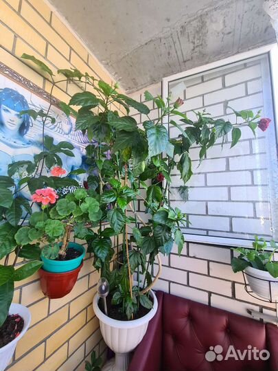 Гибискус китайская роза