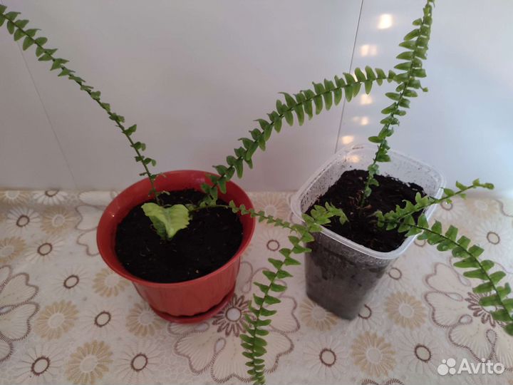 Папоротник мини